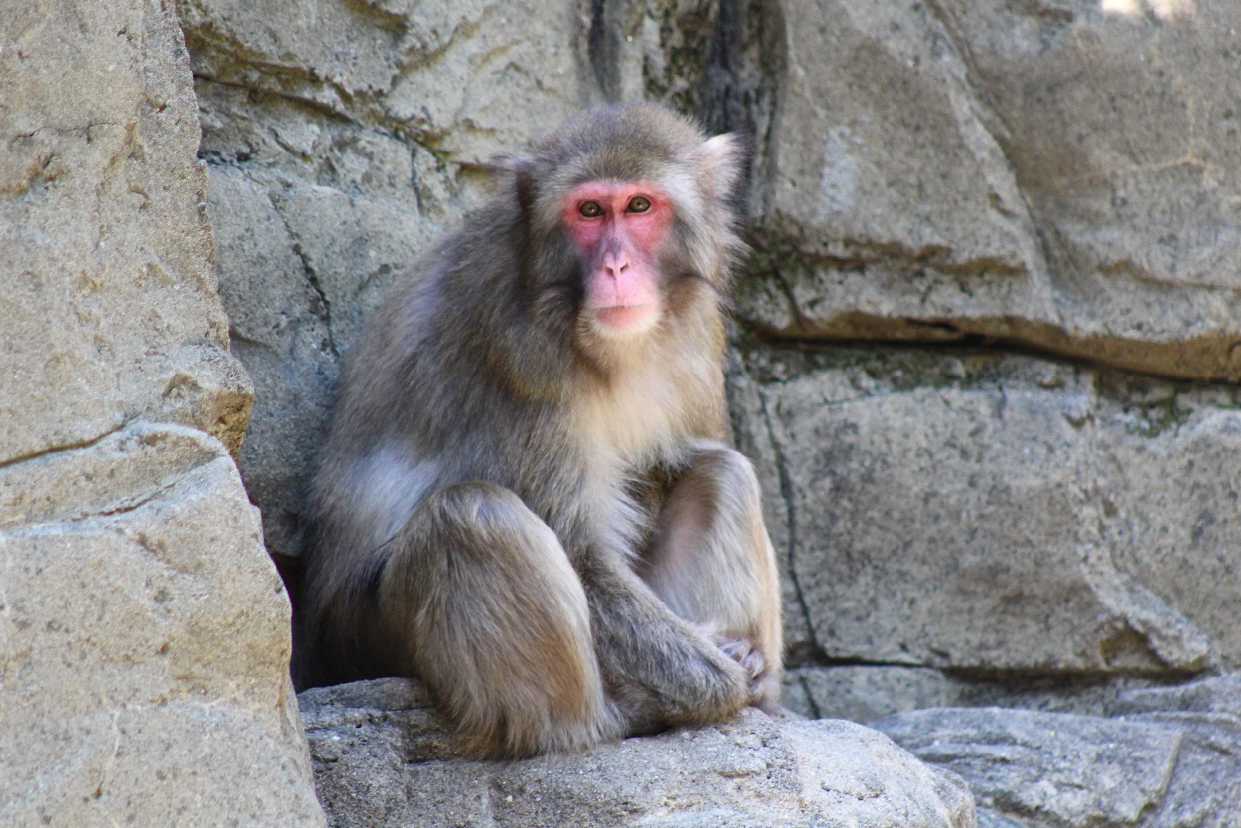 NYisWILD: Central Park Zoo